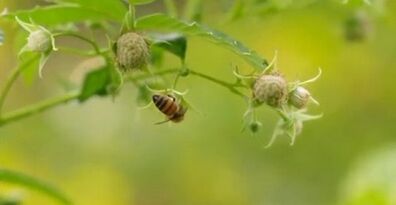 Metodi efficaci per il trattamento delle vene varicose